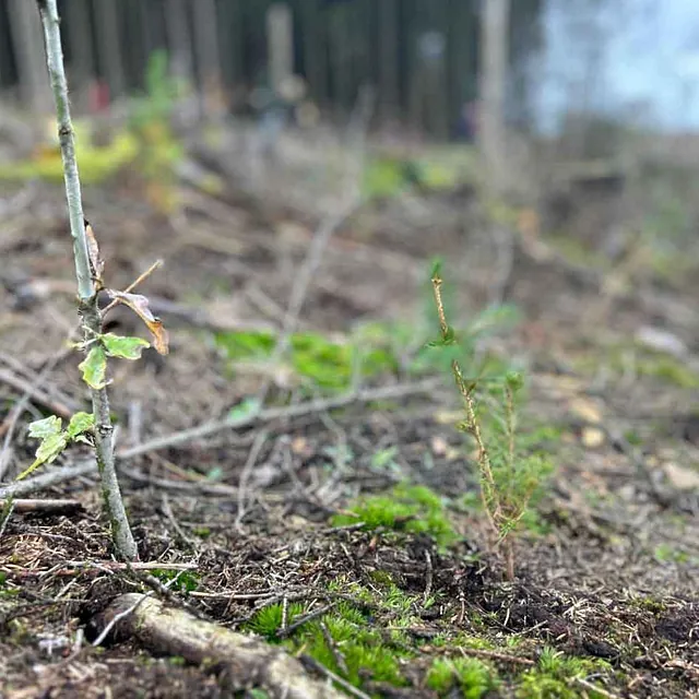 Wir lassen nicht nur buddeln, nein, wir buddeln selber: Im Oktober konnten wir an einer von unserem Kooperationspartner Plant-my-tree durchgeführten Baumpflanzaktion in Lüdenscheid teilnehmen. Unter fachkundiger Anleitung haben wir unter anderem Rotbuchen, Stileichen, Bergahorn und Douglasien in die Erde gesetzt. Auf einer Fläche, auf der in der Vergangenheit Monokulturen zur reinen Holzgewinnung gepflanzt worden waren, soll nun wieder ein gesunder Mischwald entstehen. Ein tolles Erlebnis, das uns die wichtige Arbeit von Plant-my-tree noch einmal so richtig vor Augen geführt hat!