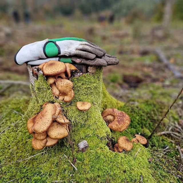 Wir lassen nicht nur buddeln, nein, wir buddeln selber: Im Oktober konnten wir an einer von unserem Kooperationspartner Plant-my-tree durchgeführten Baumpflanzaktion in Lüdenscheid teilnehmen. Unter fachkundiger Anleitung haben wir unter anderem Rotbuchen, Stileichen, Bergahorn und Douglasien in die Erde gesetzt. Auf einer Fläche, auf der in der Vergangenheit Monokulturen zur reinen Holzgewinnung gepflanzt worden waren, soll nun wieder ein gesunder Mischwald entstehen. Ein tolles Erlebnis, das uns die wichtige Arbeit von Plant-my-tree noch einmal so richtig vor Augen geführt hat!